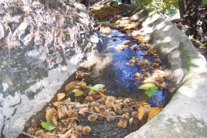 Castañas en la Acequia