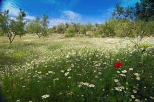 Finca en primavera